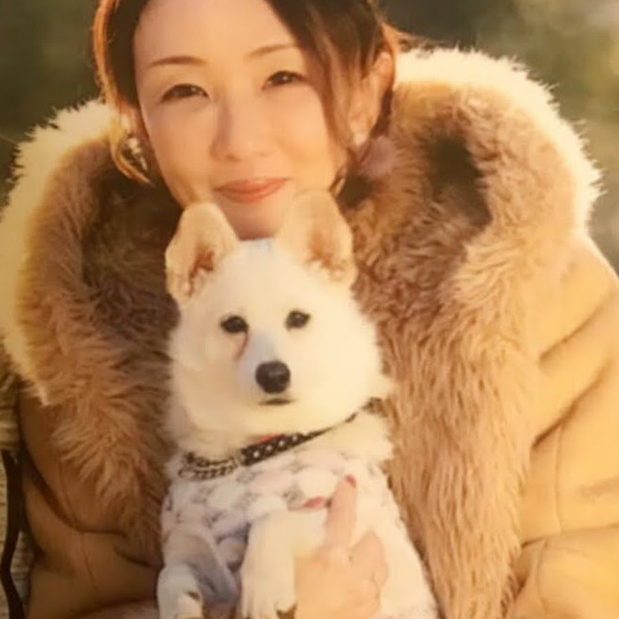 柴犬 チワワ Mix犬 White Sibainu Youtube