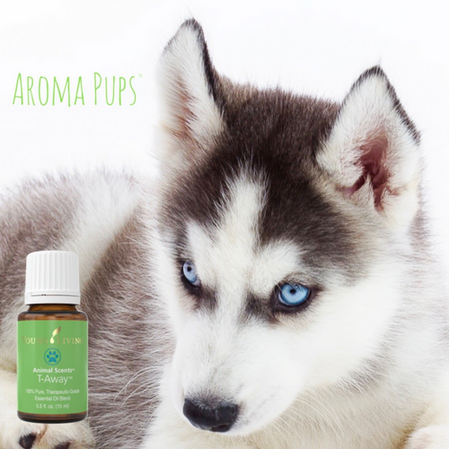 Aroma Pups