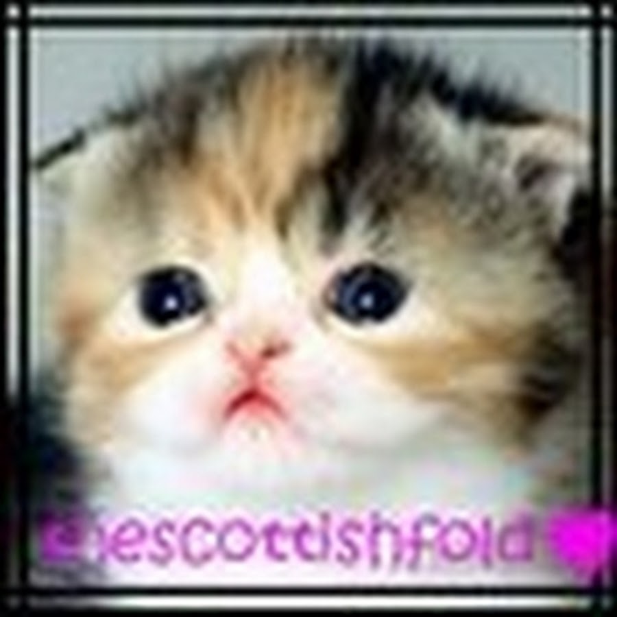 TheScottishFold YouTube channel avatar