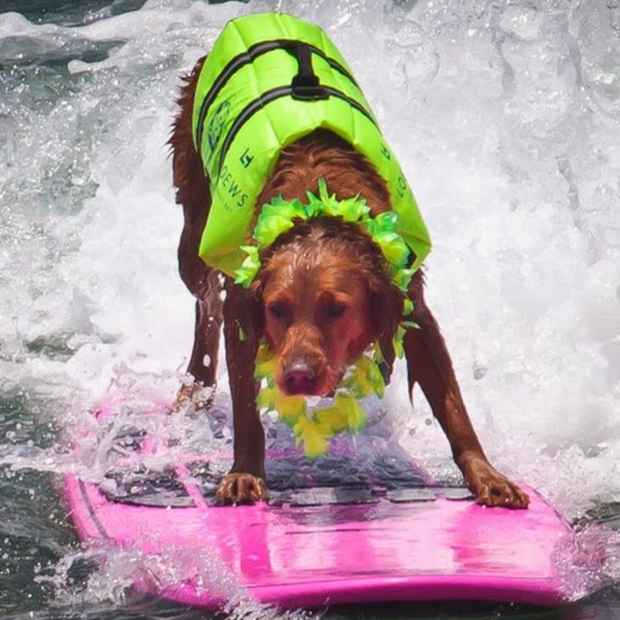 Surf Dog Ricochet