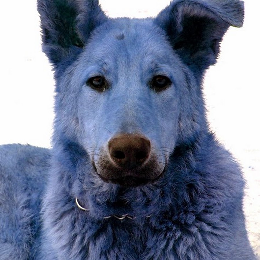 Почему собака синяя. Синий пес. Голубая собака. Собака голубого цвета. Синий щенок.