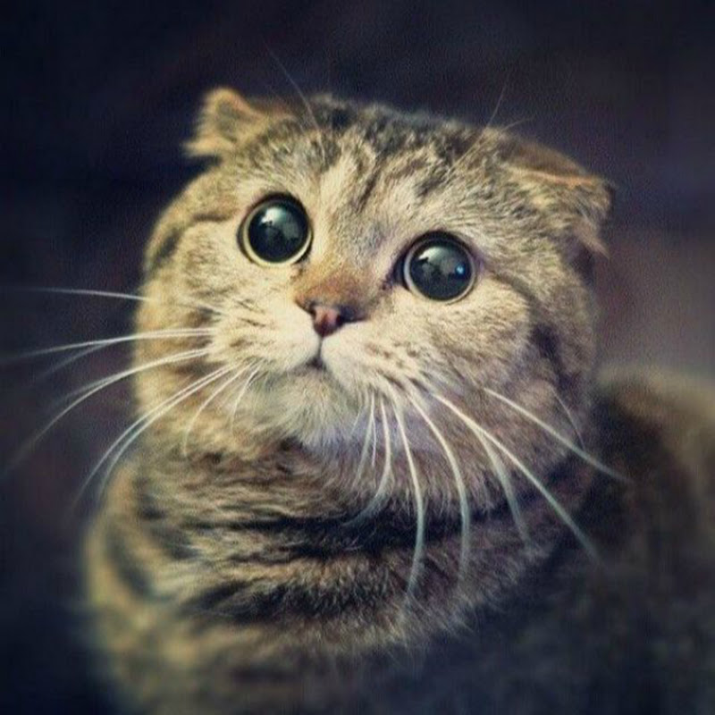 SGChill - 網紅的藏寶箱 