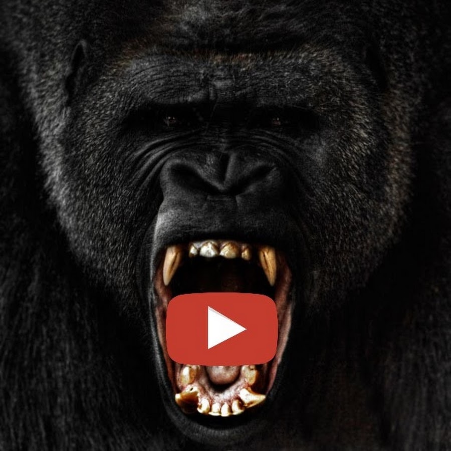 Kong TV YouTube-Kanal-Avatar