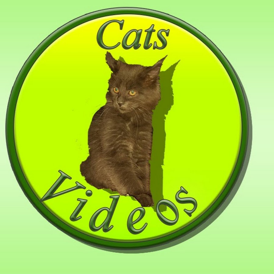 Cats Videos YouTube channel avatar