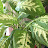 트리픽스Tree pix tv
