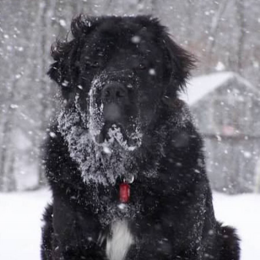 High Country Newfoundlands YouTube channel avatar