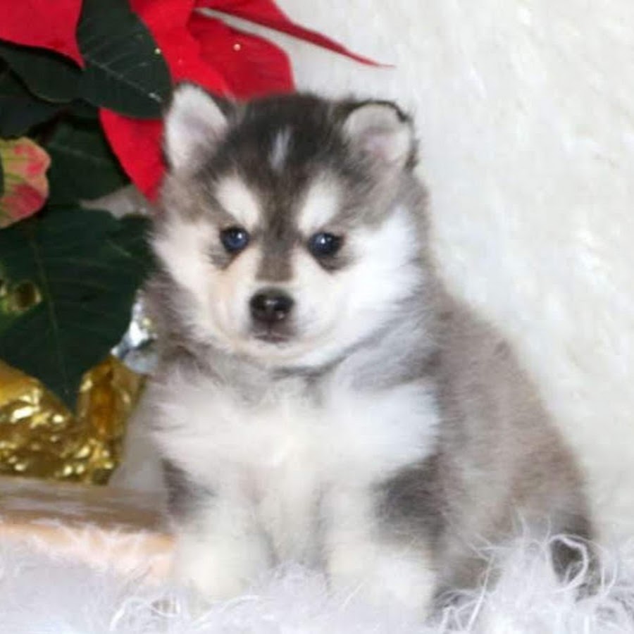 最高の癒しを届けてくれる ポンスキーのおすすめインスタアカウント10選 いぬりぽ