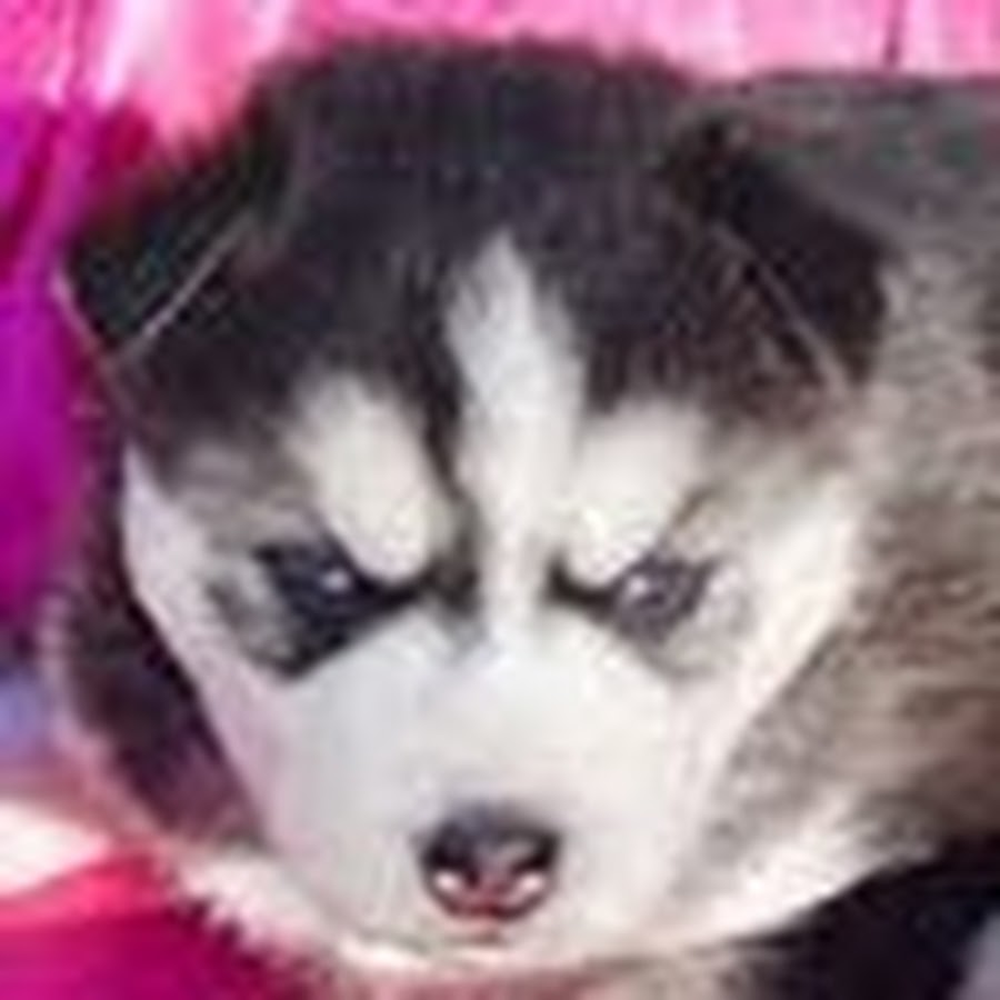 Siberian Husky رمز قناة اليوتيوب