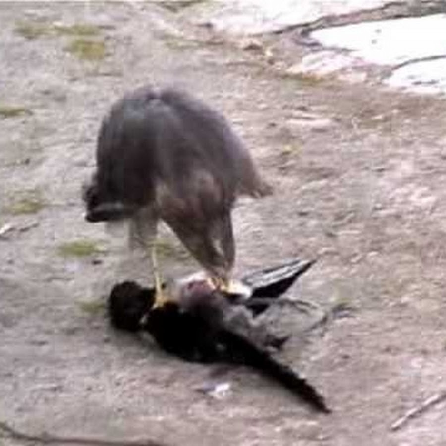 birdmanofpar YouTube-Kanal-Avatar