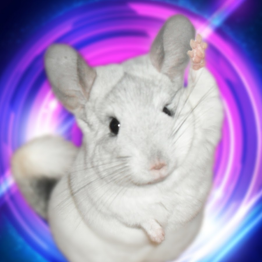 Pets ÑˆÐ¸Ð½ÑˆÐ¸Ð»Ð»Ñ‹ YouTube channel avatar