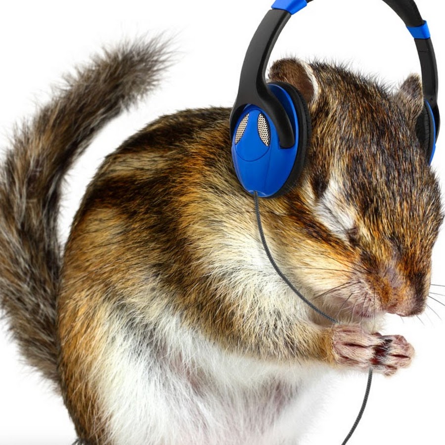 Hampster Music Channel