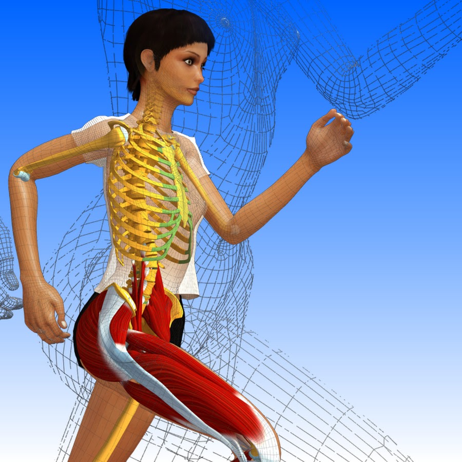 Anatomie 3D Lyon YouTube channel avatar