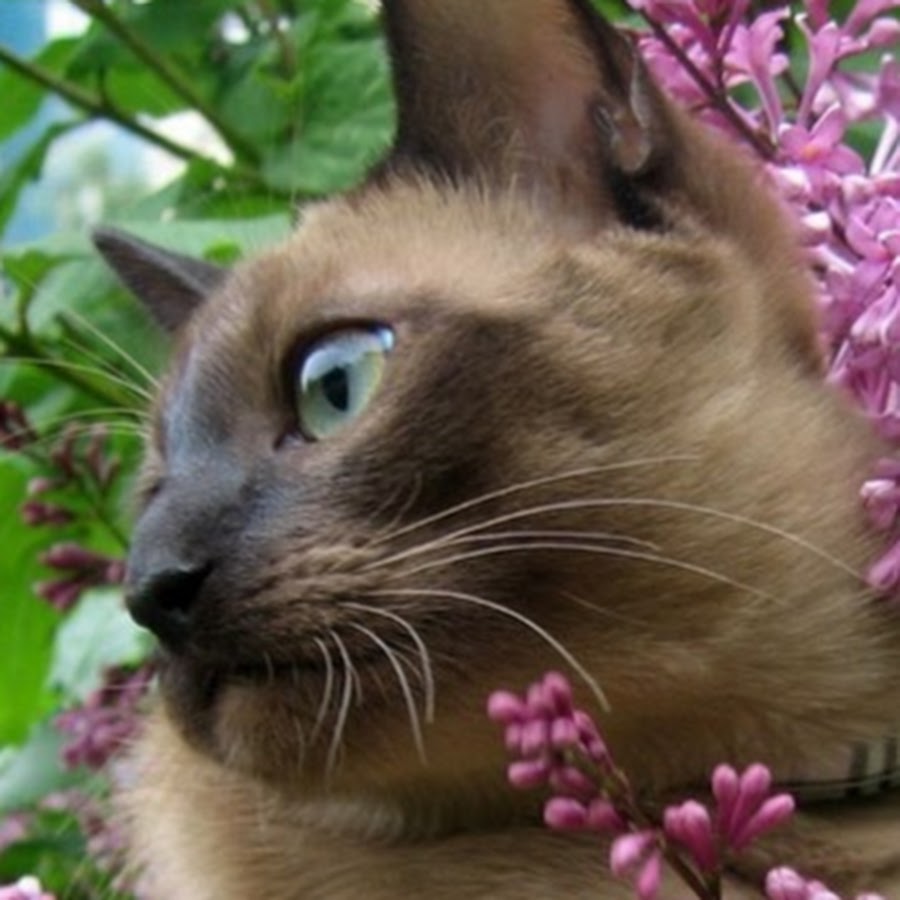 Edelweiss tonkinese cattery YouTube-Kanal-Avatar