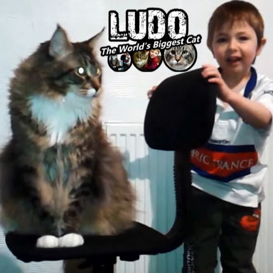 Ludo World's Biggest cat رمز قناة اليوتيوب