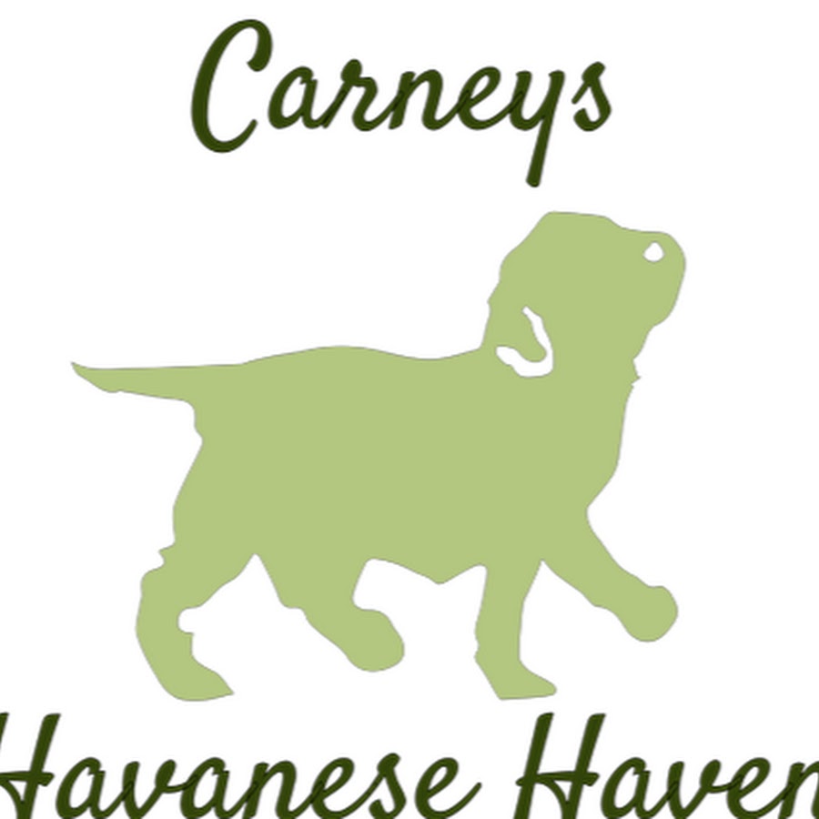 Carneys Havanese Haven YouTube channel avatar