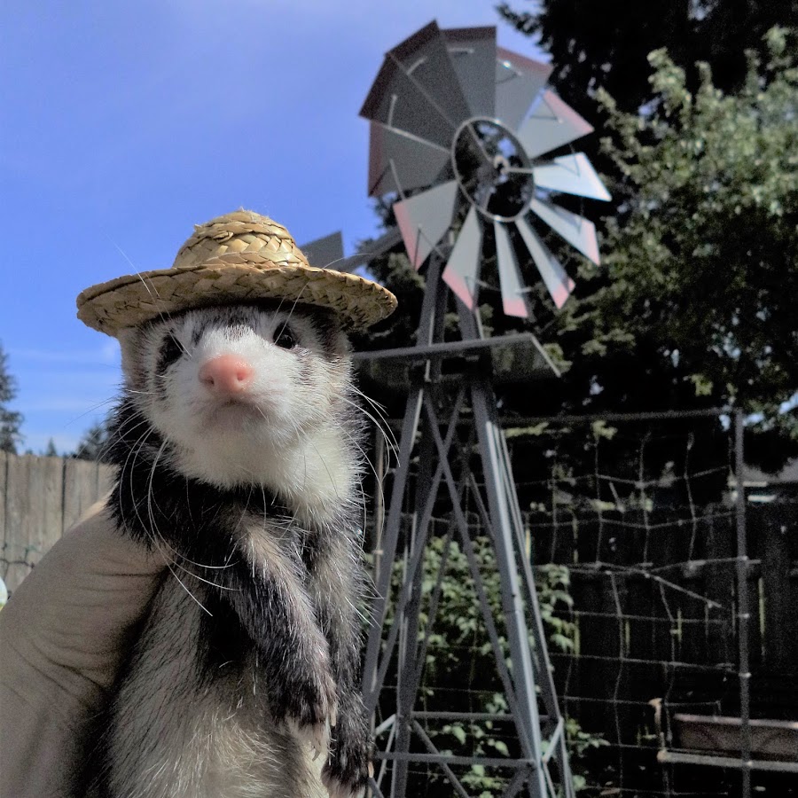 Ferretocious YouTube channel avatar