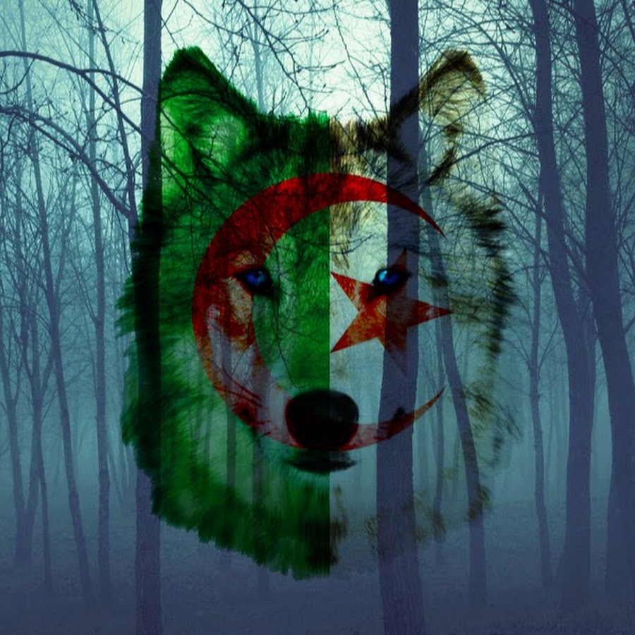 Wolf Algeria