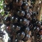 [最新] 明けのトバリ 108147-明けのトバリ 無料