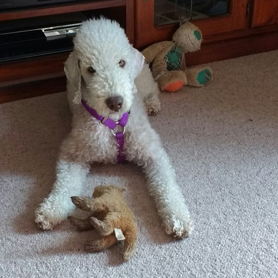 Bedlington terrier films Avatar channel YouTube 