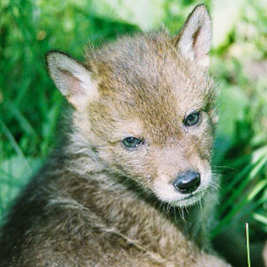Happy Coyotes: Truths About Peaceful Coexistence YouTube channel avatar