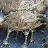 Fractal