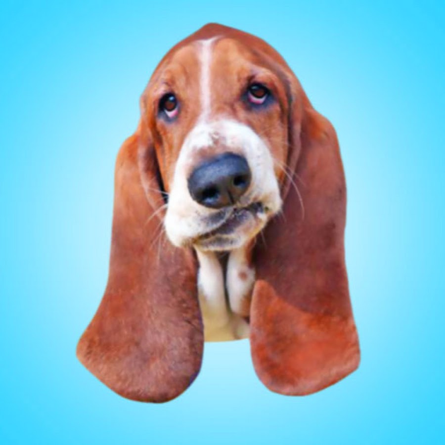 dean the basset YouTube channel avatar
