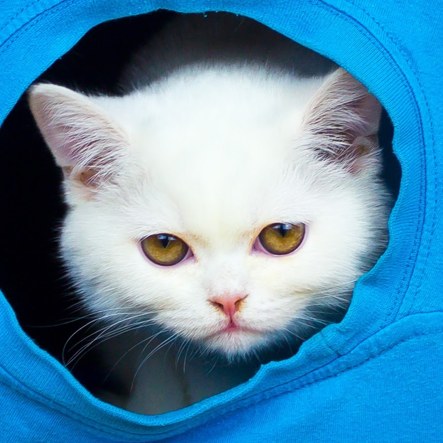 Moje Åšmieszne Koty â€” My Funny Cats Avatar canale YouTube 