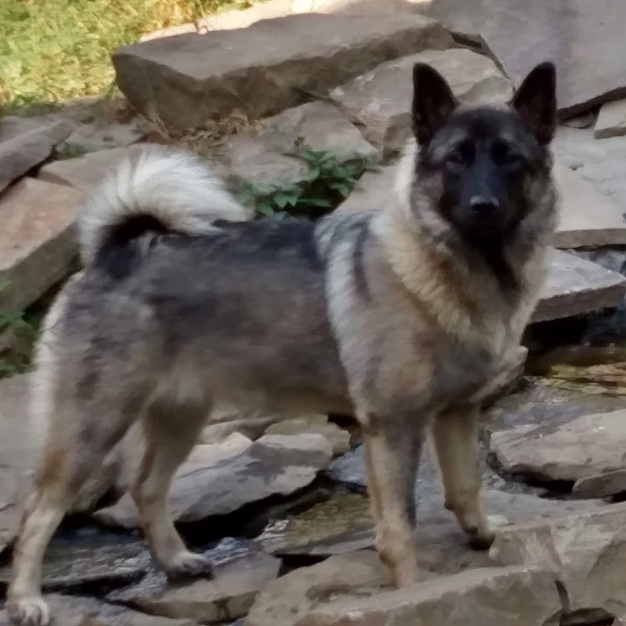 Four Paws Elkhound Rescue YouTube channel avatar