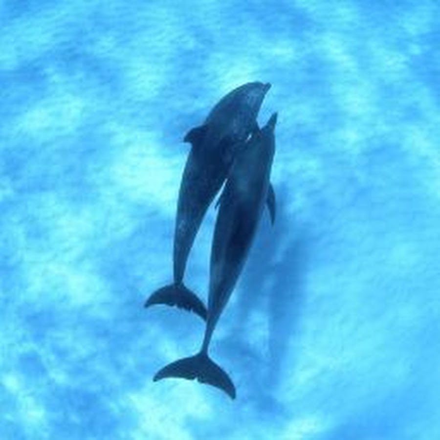 超無課金の親 Youtube