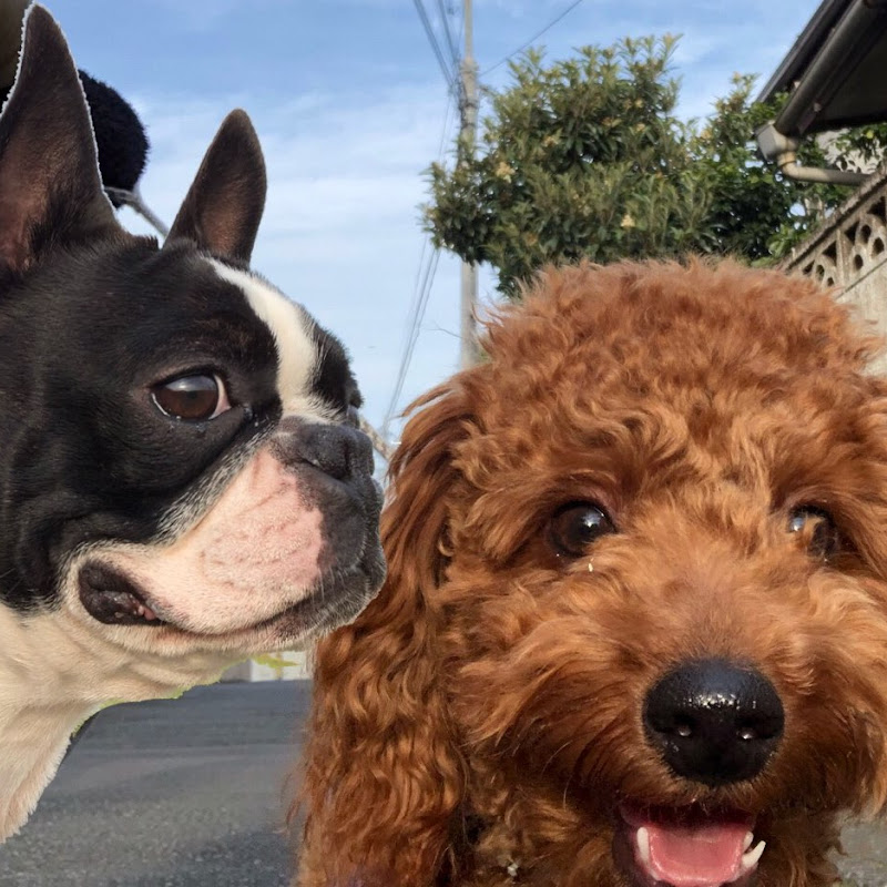 ボステリ「ぴぐも」&トイプー「そら」の成長記録 Pigumo and sora - 網紅的藏寶箱 