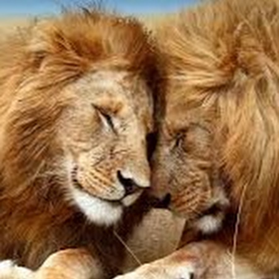 Lion Animal YouTube 频道头像