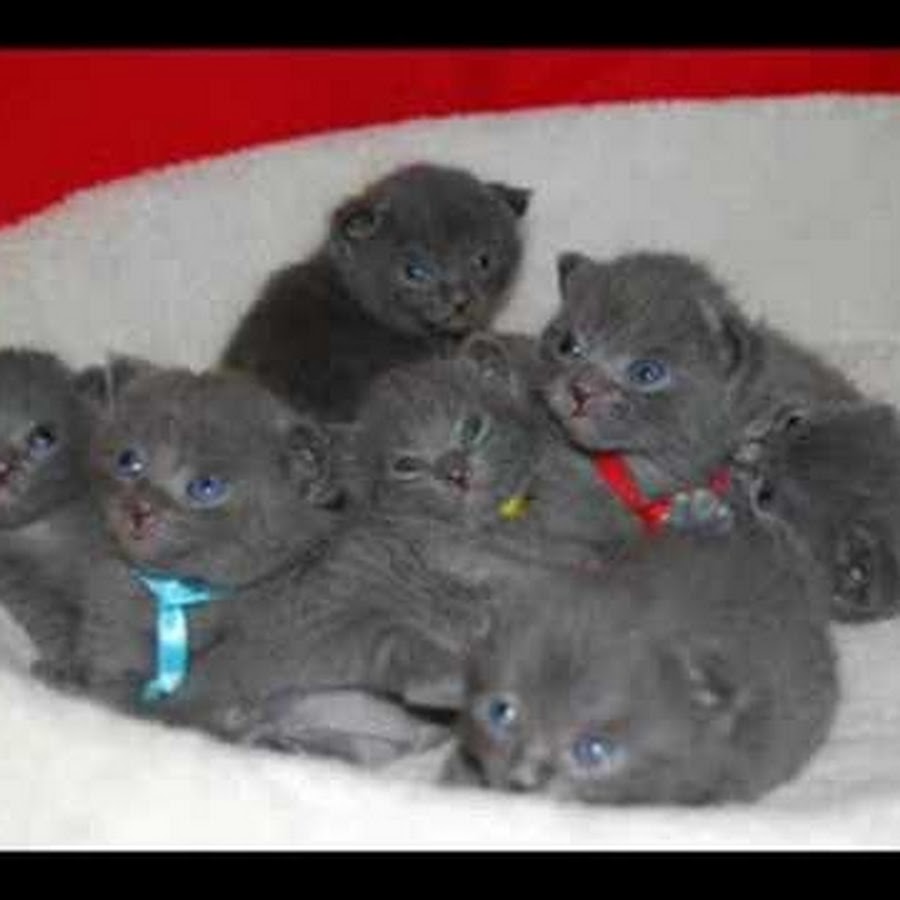 bellagiocats Avatar de canal de YouTube