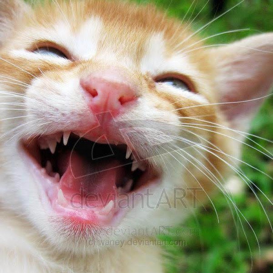 Смеющийся кот мем с пальцем указывающий Crying cat meme thumbs up High skill content