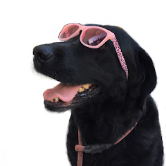 ブランディ アデル大型犬と楽しもうの年収や時給など収入情報を大公開 Youtuber ユーチューバー ならtuberチャンネル