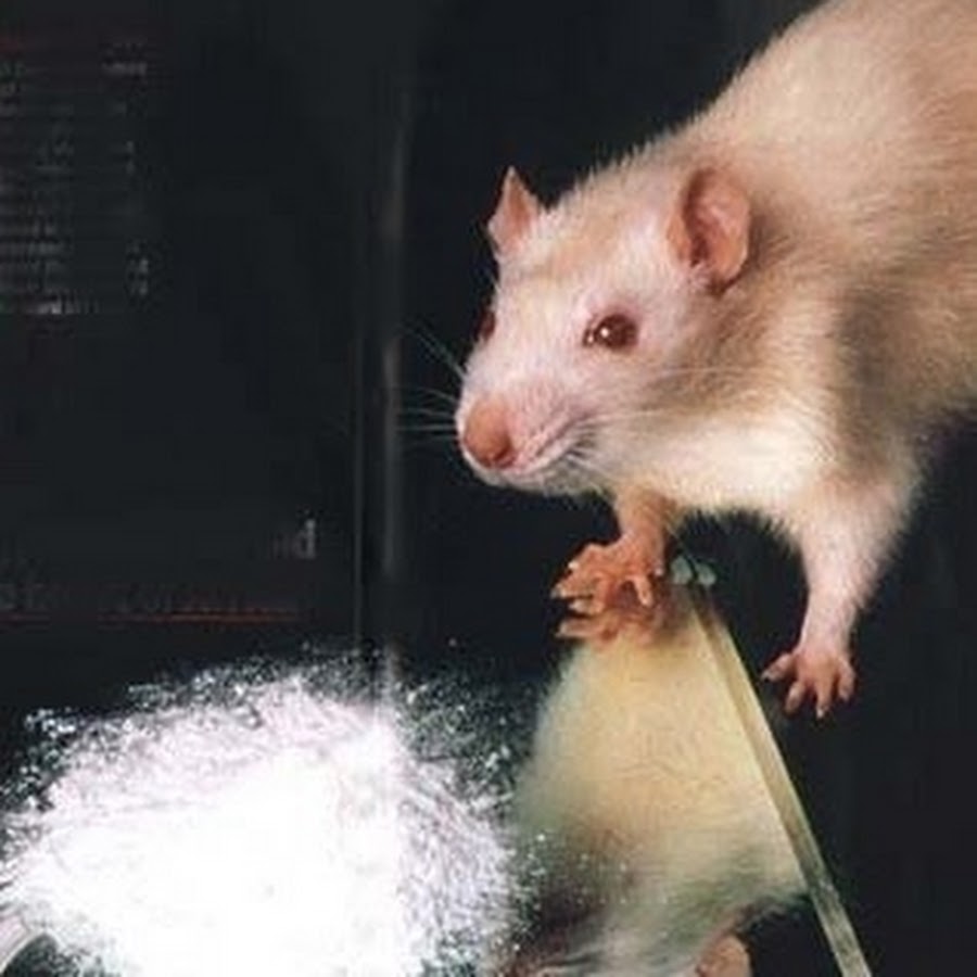 Наркотики крысы как на айфон установить браузер тор