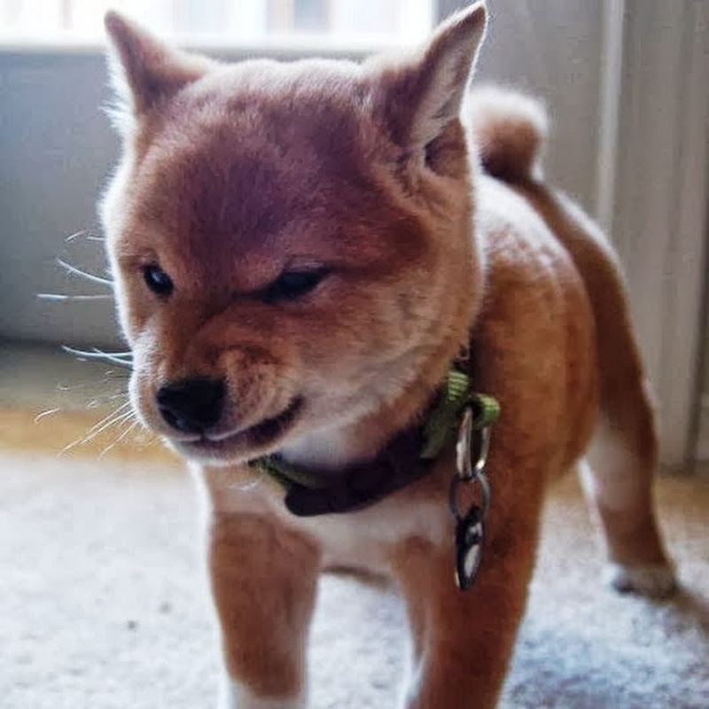 howtindog - 網紅的藏寶箱 