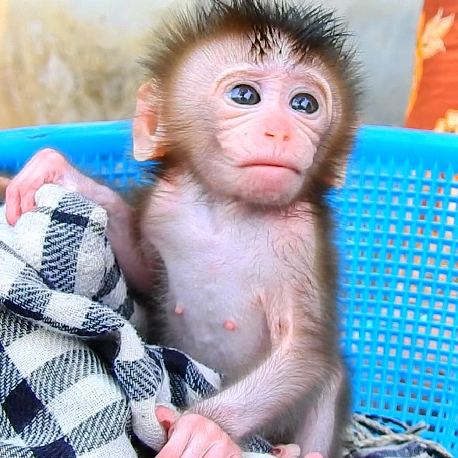 We All Love Monkeys YouTube channel avatar