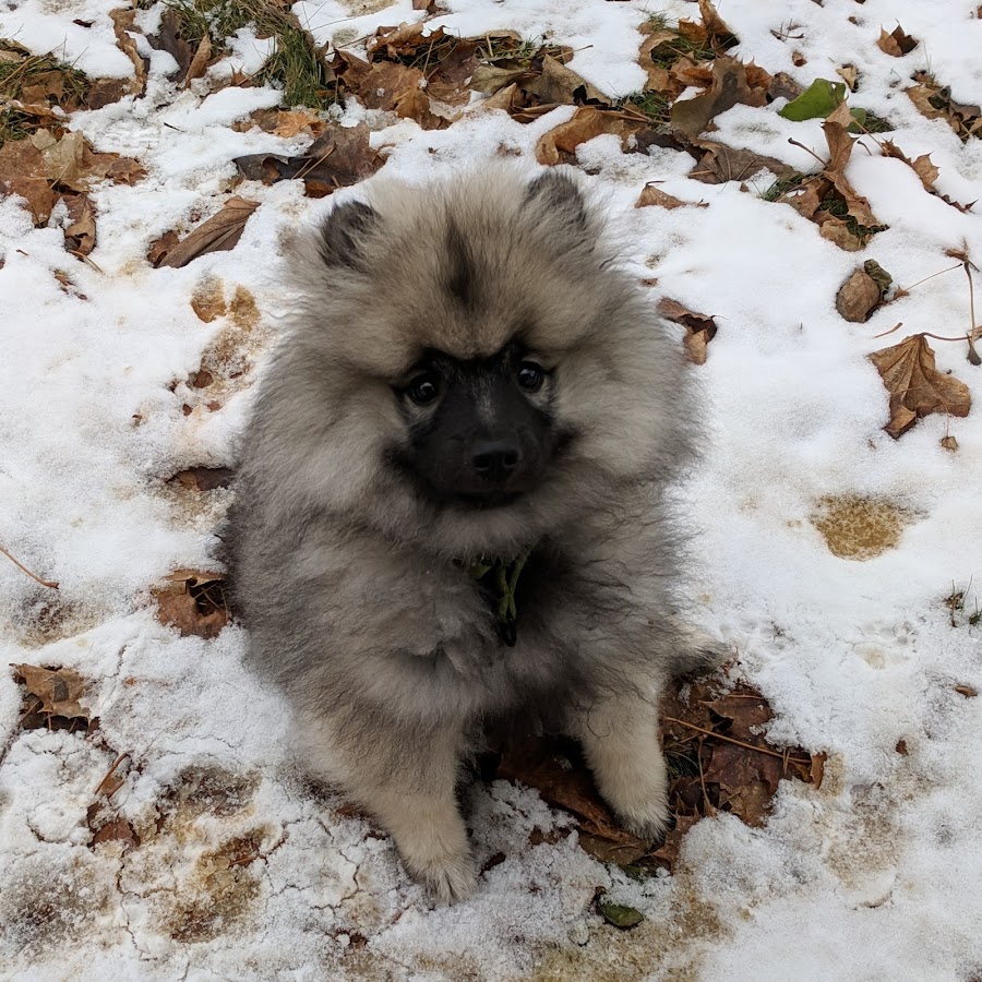 Zelda the Keeshond Аватар канала YouTube