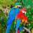 Parrots World