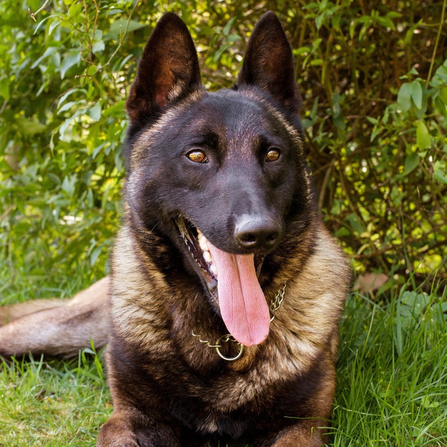Rayo Pastor Belga Malinois Youtube Stats Channel Statistics Analytics