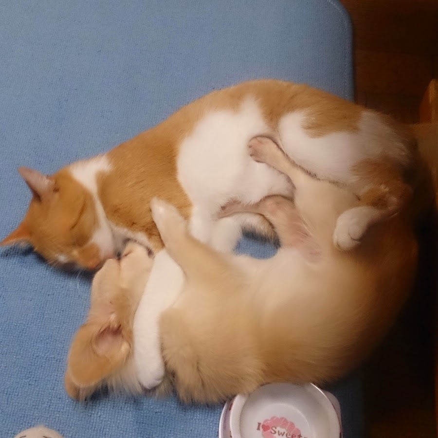 山口杏奈 Youtube