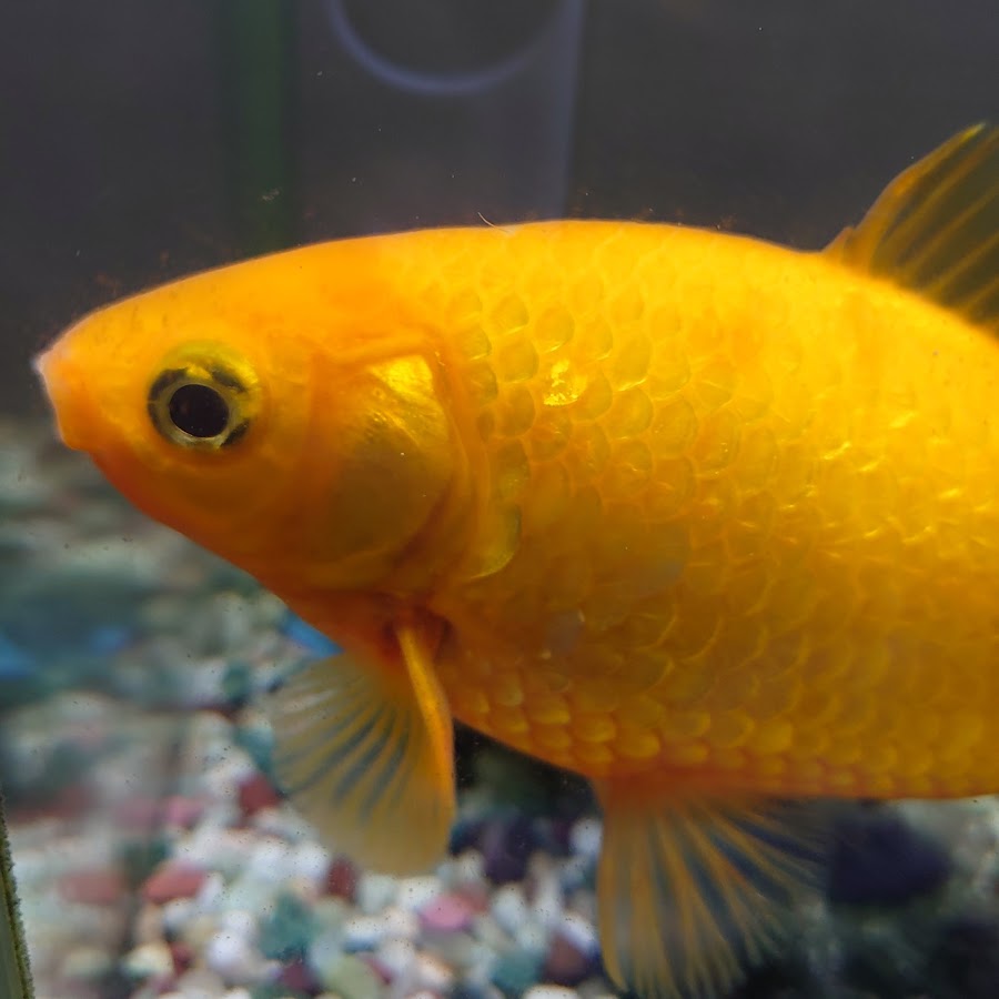 ぎょ金魚のゲーム奮闘記 Youtube