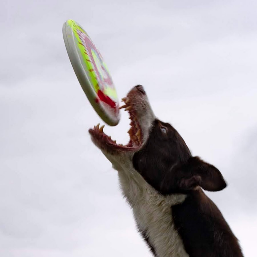 Sky High Flying Canines Avatar del canal de YouTube