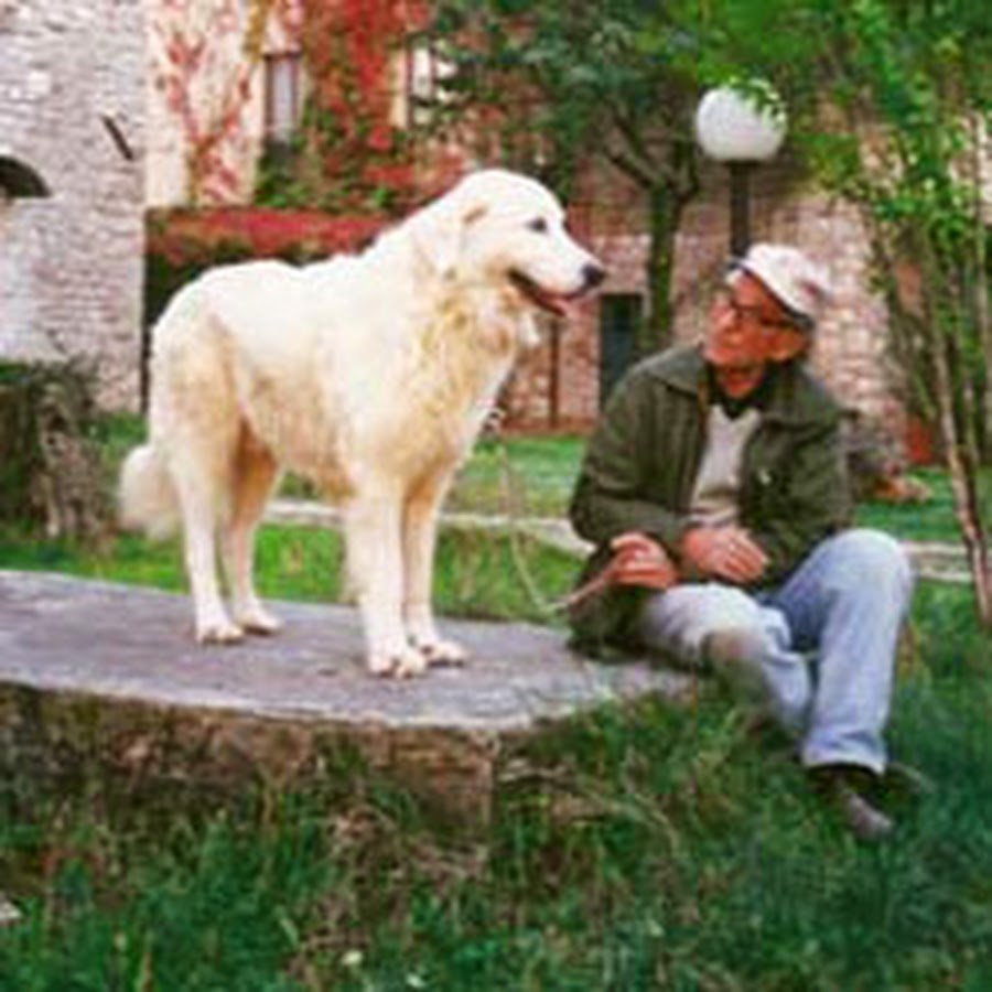 Allevamento Jacopone da Todi यूट्यूब चैनल अवतार