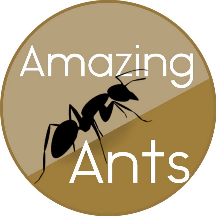 Amazing Ants Avatar canale YouTube 