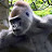 Mountin Gorilla