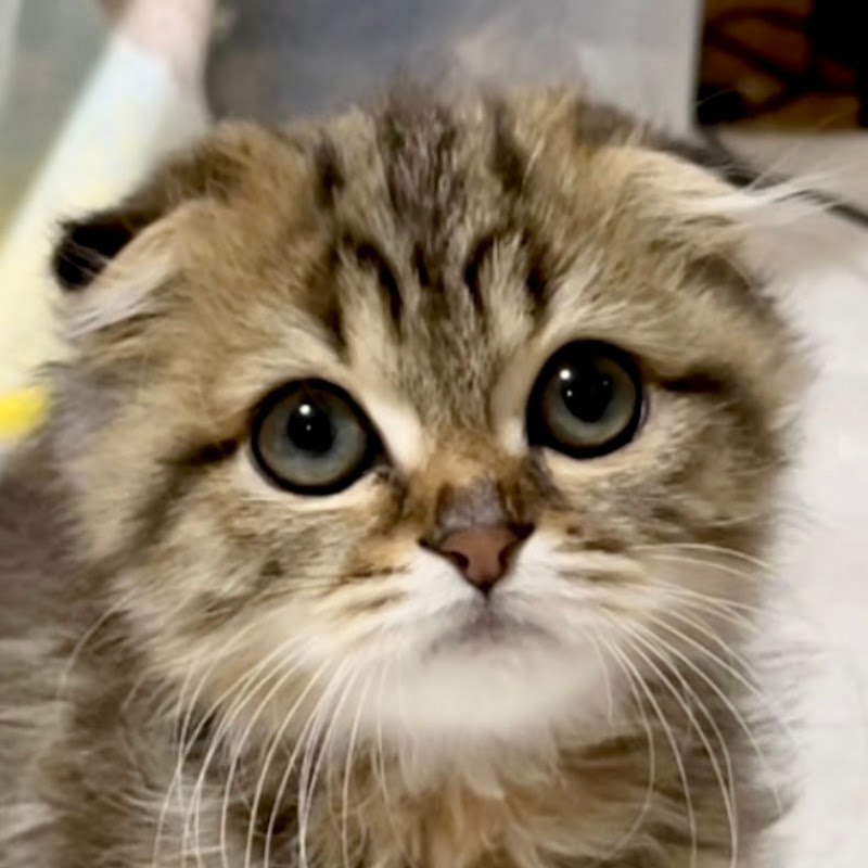 ちょりちゃみチャンネル - 網紅的藏寶箱 