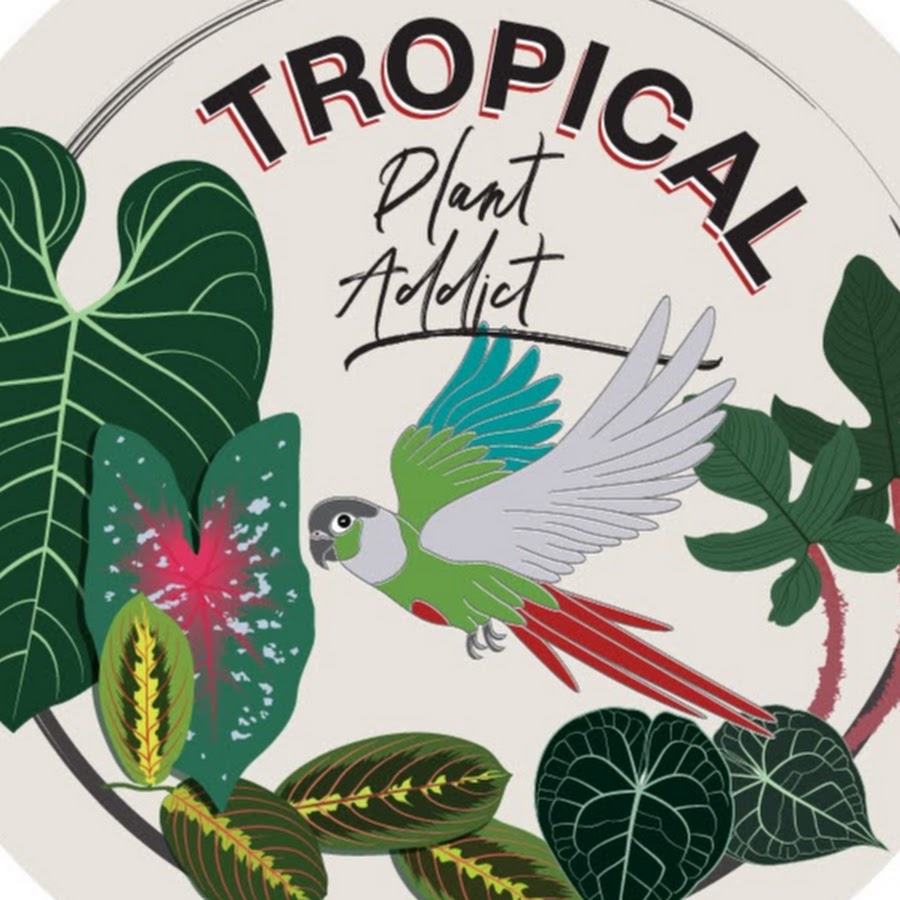 Tropical Plant Addict YouTube channel avatar