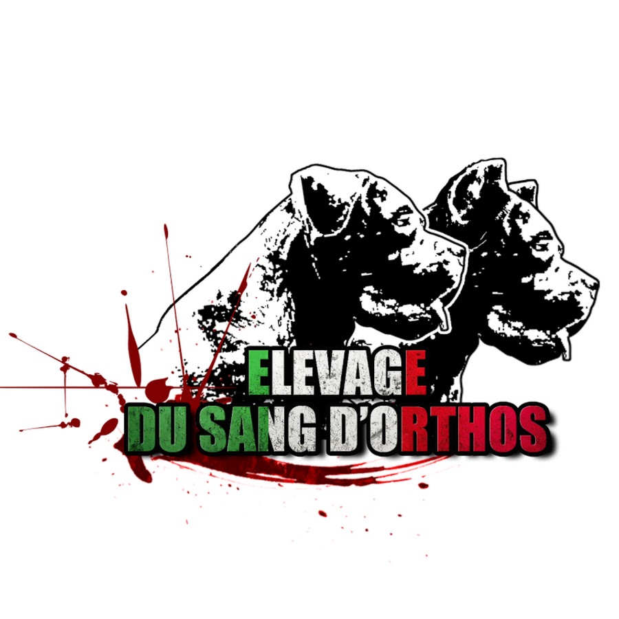 Elevage de Cane Corso "Du Sang d'Orthos" Avatar de canal de YouTube