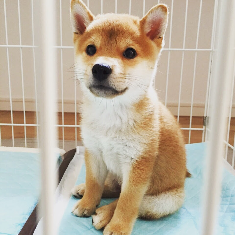 Shibainu-KOTETSU - 網紅的藏寶箱 